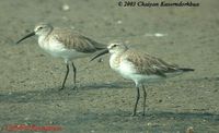 Curlew Sandpiper - Calidris ferruginea