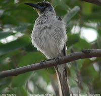 Little Friarbird - Philemon citreogularis