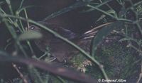 Long-tailed Bush Warbler - Bradypterus caudatus