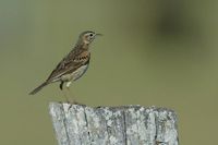 Australian Pipit