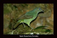 Satin Bowerbird