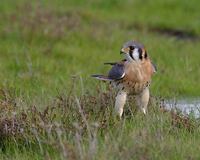 American Kestrel (Falco sparverius) photo