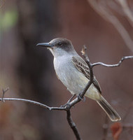 Loggerhead Kingbird (Tyrannus caudifasciatus) photo