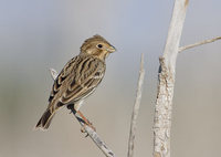 Corn Bunting (Miliaria calandra) photo