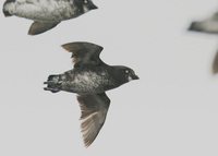 Least Auklet - Aethia pusilla