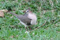 White-tipped Dove - Leptotila verreauxi