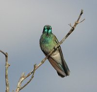 White-vented Violet-ear - Colibri serrirostris