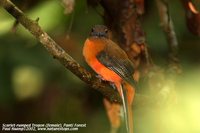 Scarlet-rumped Trogon - Harpactes duvaucelii