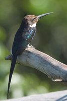 Paradise Jacamar - Galbula dea