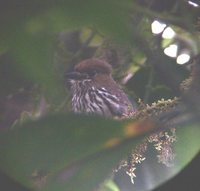 Lanceolated Monklet - Micromonacha lanceolata