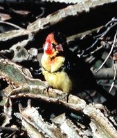 Red-and-yellow Barbet - Trachyphonus erythrocephalus