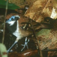 Ferruginous-backed Antbird - Myrmeciza ferruginea