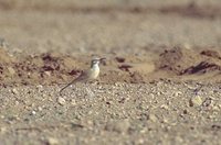 Greater Hoopoe-Lark - Alaemon alaudipes