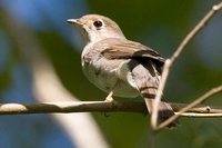 Cuban Solitaire - Myadestes elisabeth