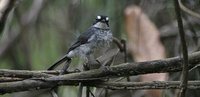 White-browed Forest-Flycatcher - Fraseria cinerascens