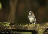 Gray-chested Jungle-Flycatcher - Rhinomyias umbratilis