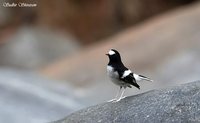 Little Forktail - Enicurus scouleri