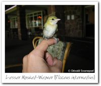 Lesser Masked-Weaver - Ploceus intermedius