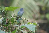 Azure-shouldered Tanager - Thraupis cyanoptera