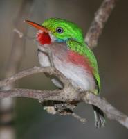 Cuban Tody