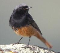 Black Redstart