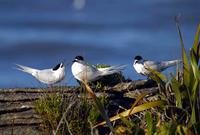 White-fronted Tern