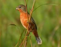 * Ruddy Breasted Seedeater