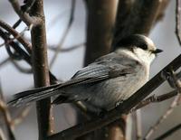 Gray Jay