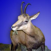 caucasian chamois