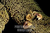 Spotted porcelain crab ( Neopetrolisthes maculatus ) stock photo