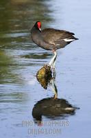 Moorhen in a pond stock photo