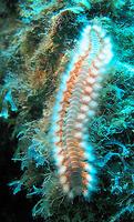 Bearded Fireworm - Hermodice carunculata