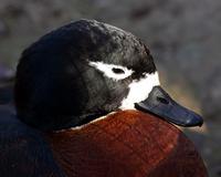 Australian Shelduck female