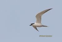 Gull-billed tern C20D 03048.jpg