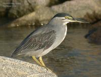 Striated Heron Butorides striatus 검은댕기해오라기