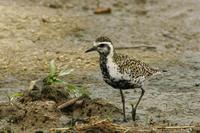 검은가슴물떼새(Pluvialis fulva) (Lesser Golden Plover)