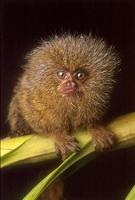 Pygmy marmoset.