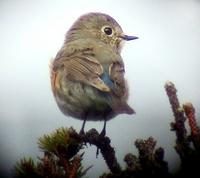 Red-flanked Bluetail (Tarsiger cyanurus)