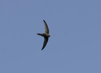 Common Swift (Apus apus)