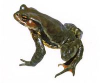 : Bufo torrenticola; Japanese Stream Toad