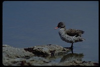 : Anas capensis; Cape Teal, Cape Wigeon
