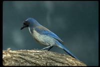 : Aphelocoma californica californica; Western Scrubjay