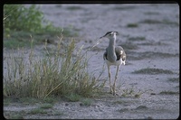 : Ardeotis kori struthiunculus; Kori Bustard