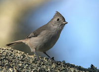 : Baeolophus inornatus; Oak Titmouse