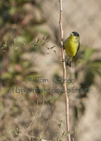 : Carduelis psaltria; Lesser Goldfinch