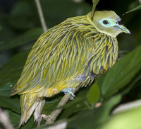 : Chrysoenas luteovirens; Golden Dove