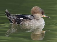 : Lophodytes cucullatus; Hooded Merganser