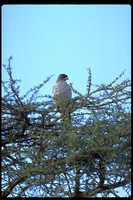 : Melierax poliopterus; Pale Chanting Goshawk