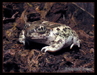 : Spea intermontana; Great Basin Spadefoot