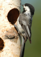 : Poecile atricapillus; Black-capped Chickadee